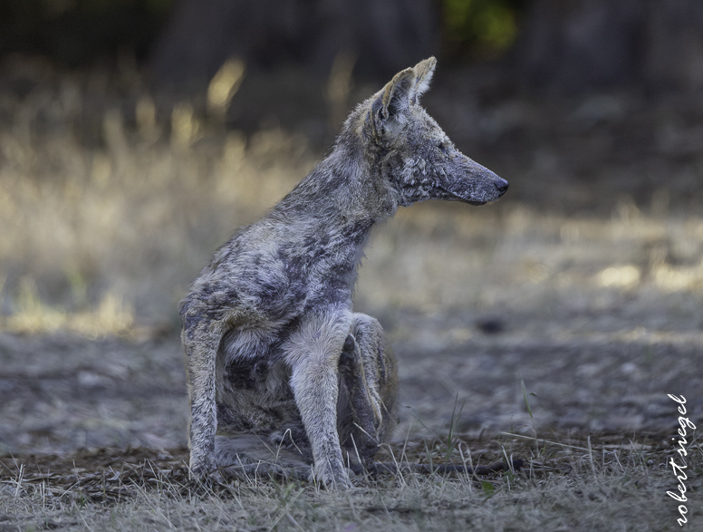 mangey coyote